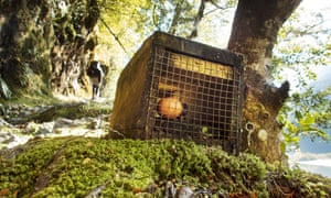 A range of pest control methods are used in New Zealand, such as this stoat trap