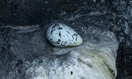 A guillemot egg.