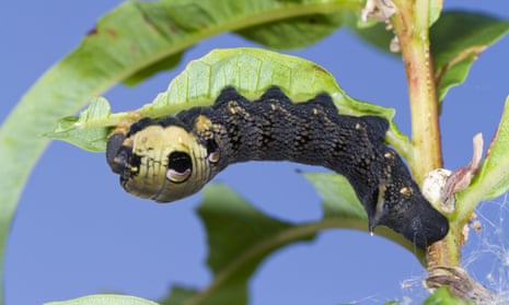 Elephant hawkmoth full-grown larva, feeding on rosebay willowherb.