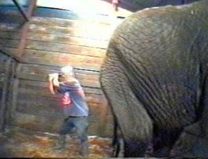 A video still from a report by the charity Animal Defenders that was shown during the trial of Circus trainer Mary Chipperfield, who was convicted in 1999 on 12 counts of animal cruelty.