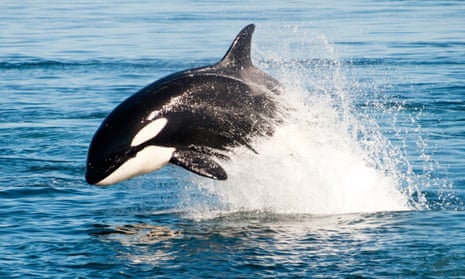 Granny, the century-old orca now missing, presumed dead, stopped reproducing 40 years ago.