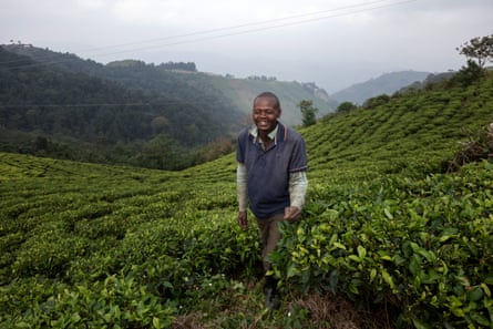 A smiling man standing on a tea plantation