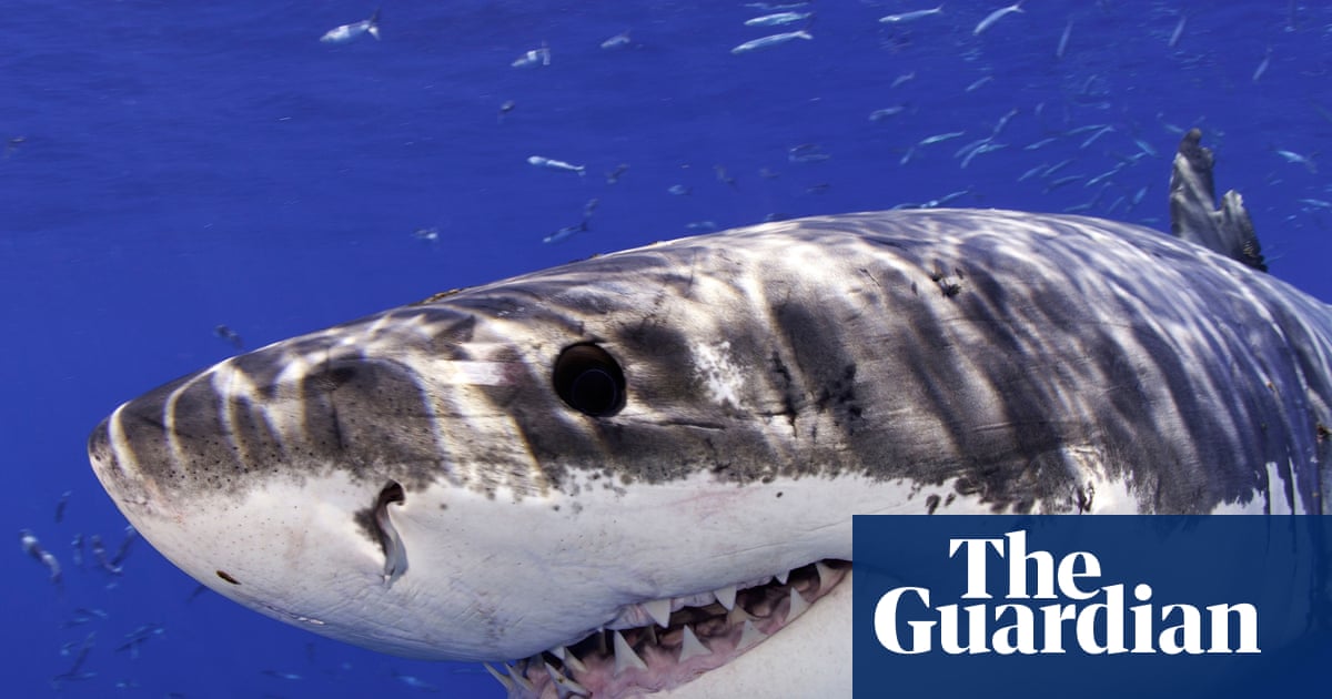 Great white shark leaps from water and photobombs California beachgoers