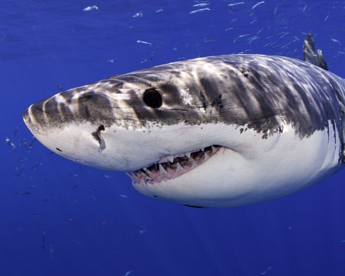 Image accompanying the story: Great white shark leaps from water and photobombs California beachgoers