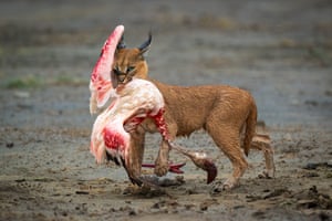 A wild cat with a flamingo in its mouth