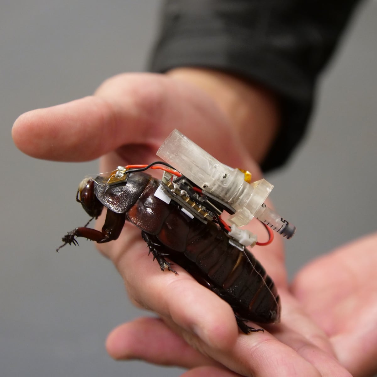 Cyborg cockroaches with tiny syringes designed to join search and rescue teams in major disasters