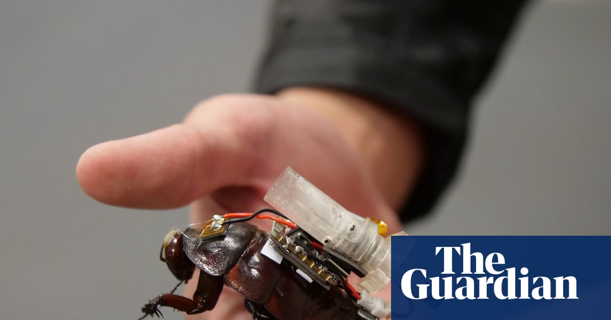 Cyborg cockroaches with tiny syringes designed to join search and rescue teams in major disasters
