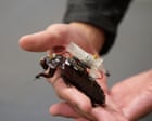 Cyborg cockroaches with tiny syringes could soon join search and rescue teams in major disasters