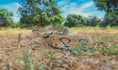 A Russell's viper snake coiled on the grass