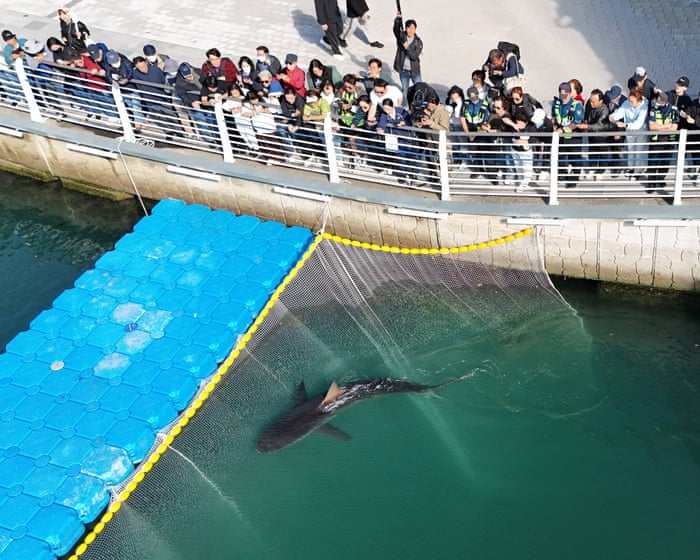 Shark trapped for a month in South Korean canal is finally freed