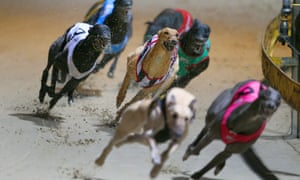 Greyhound dogs race at the Wentworth Park stadium in Sydney, Wednesday, July 13, 2016. Greyhound racing has returned to Sydney’s Wentworth Park and other NSW tracks for the first time since the state government announced plans to ban it. Last week Premier Mike Baird announced plans to shut down the sport in NSW following a Special Commission of Inquiry report that found “chilling” evidence of systemic animal cruelty within the industry. (AAP Image/David Moir) NO ARCHIVING, EDITORIAL USE ONLY