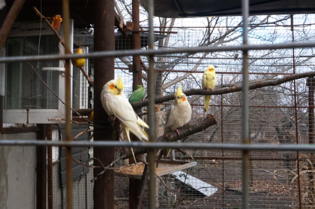 Cockatiels in the house of Stanislavas Hogiavicius.