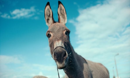 Google Com Xnxxs Anal - Nice ass: Jerzy Skolimowski on his donkey film that wowed Cannes | Movies |  The Guardian