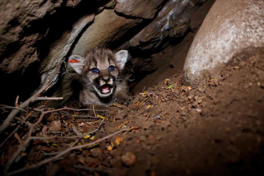 Researchers discovered a litter of four mountain lion kittens in the Simi Hills.