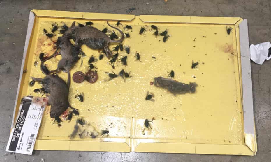 The dead mice were found in the bread section of the depot in Enfield during an inspection in May.