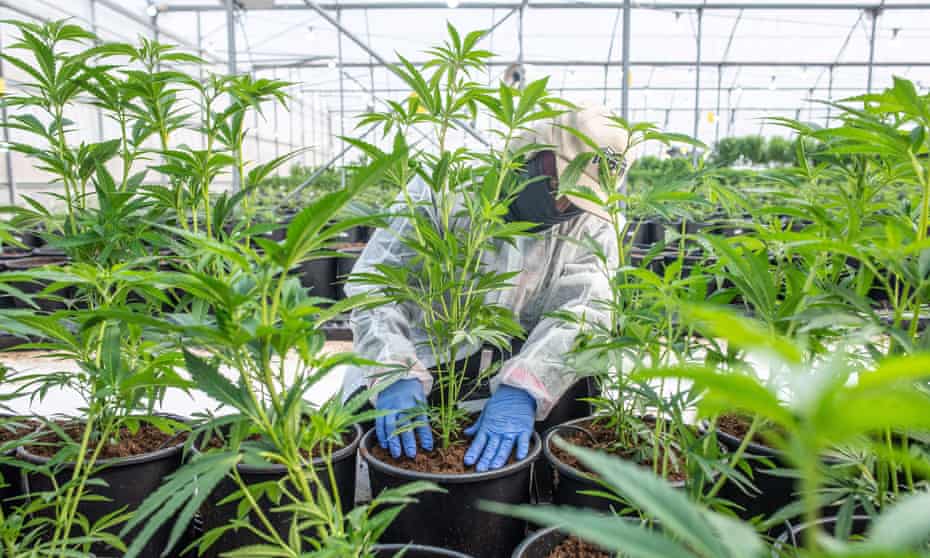 Cannabis cultivating and processing plant 