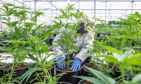 A worker at a legal medical marijuana farm in Lod, Israel.