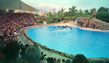 Performing dolphins.
