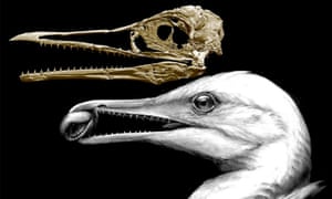 toothed seagull. Caption: CT-scan-based skull restoration and life reconstruction of the toothed stem bird Ichthyornis dispar showing that the first form of the avian beak was a precision pincer-tip probably used for fine manipulation.