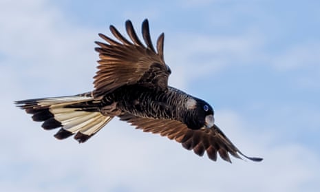 Carnaby's Black Cockatoo in flight