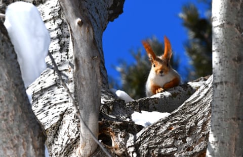 Esquilos vermelhos procuram comida em árvores cobertas de neve após uma nevasca na área florestal de Camasirdere, distrito de Sarikamis, em Kars, Turquia.