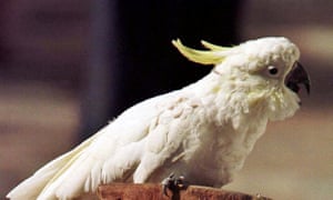 A cockatoo