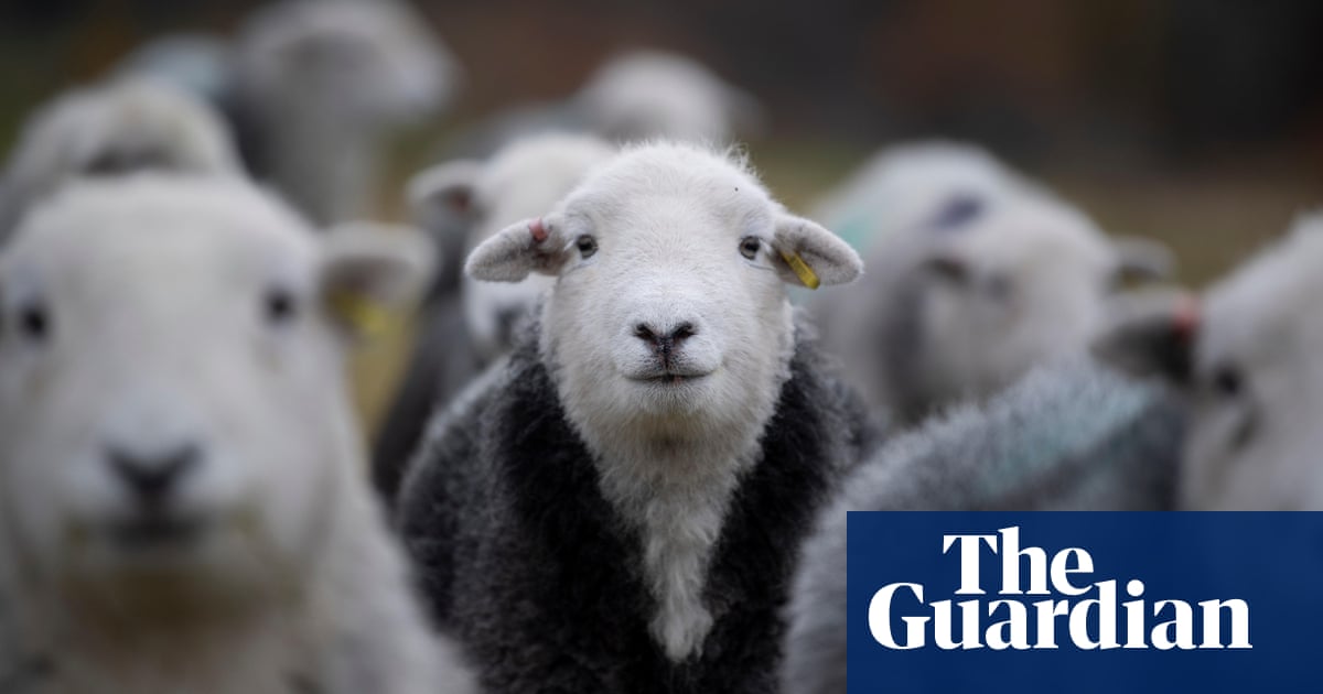 Ministers could back bid to cut number of animals killed without being stunned