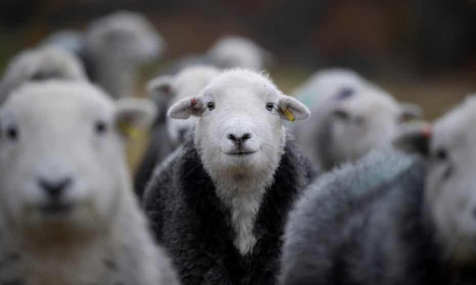 Flock of Herdwick ewes on upland pastures
