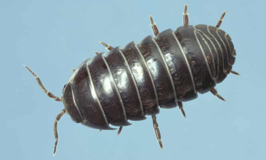 Woodlice