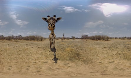 So that’s what a giraffe’s underneath looks like! … two stars of The Wild Immersion.