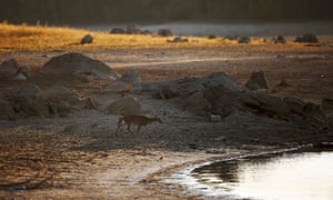 A deer investigates the shoreline of a receding lake in Alabama as the drought continues.