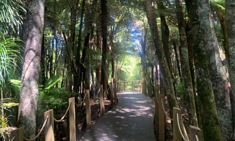 A newly opened walking track allowing visitors to return to parts of the the Waitākere Ranges in New Zealand after successful efforts to preserve kauri trees from a pathogen.