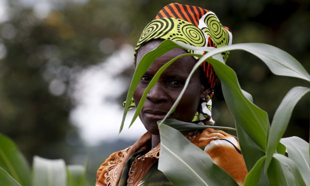 A farmer surveys her maize fields in Dowa near the Malawi capital of Lilongwe, 3 February 2016.