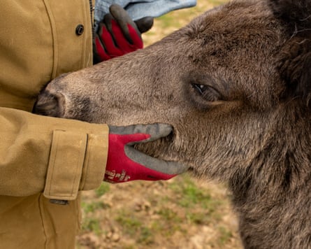 A close-up of a gloved hand cradle a foal’s muzzle