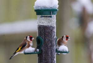 Goldfinches feeding in Strensham, Worcestershire. In the aftermath of Storm Bella swathes of the UK are braced for a cold snap, with snow and ice warnings in force across the country