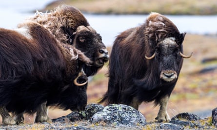 Three oxen stand on rough terrain