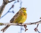 Yellowhammer Song Heard During Suffolk Cycle Ride