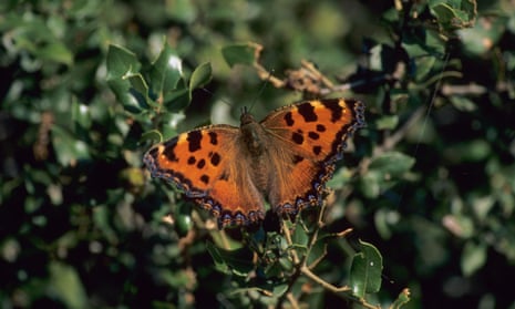A large tortoiseshell in Greece in 2011.