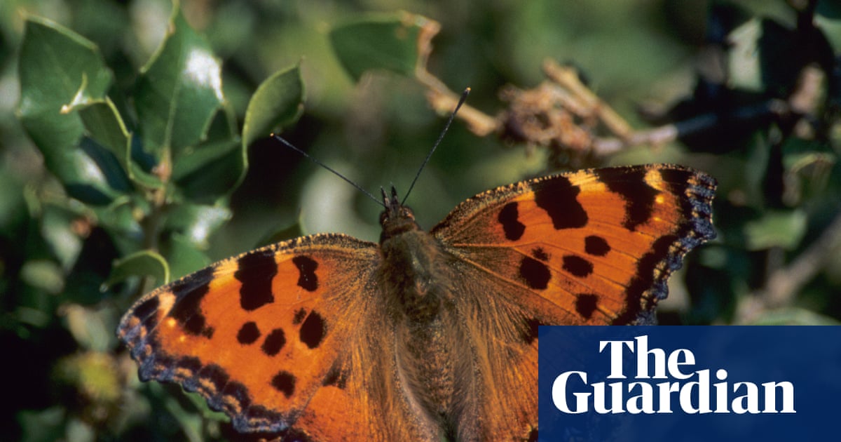 Large tortoiseshell butterfly confirmed no longer extinct in UK