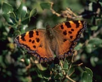 A large tortoiseshell butterfly at rest on a plant
