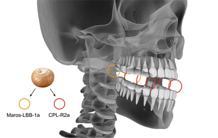 Inferred positions of the nuts based on the dental wear patterns. Inferred positions of the nuts based on the dental wear patterns.