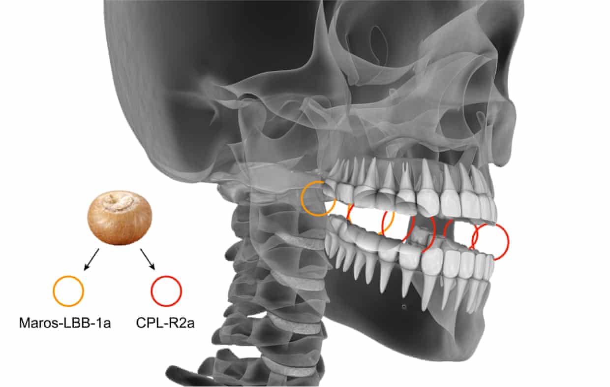 Inferred positions of the nuts based on the dental wear patterns.