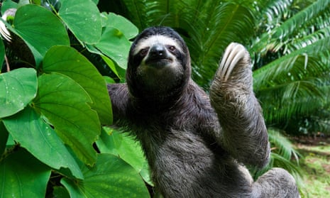 Brown-throated Sloth (Bradypus variegatus)