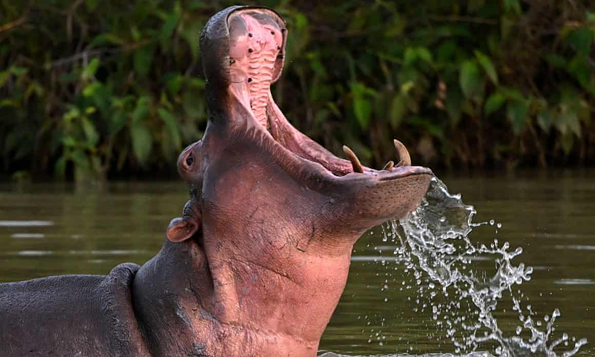 A hippo roars in a lake