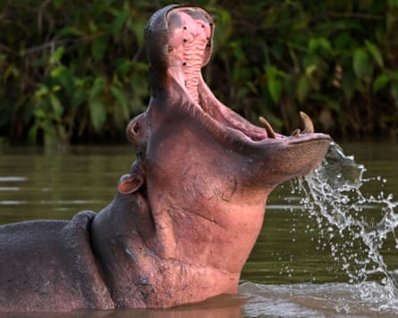 A hippo in a lake near the Hacienda Nápoles theme park in Doradal, Colombia.