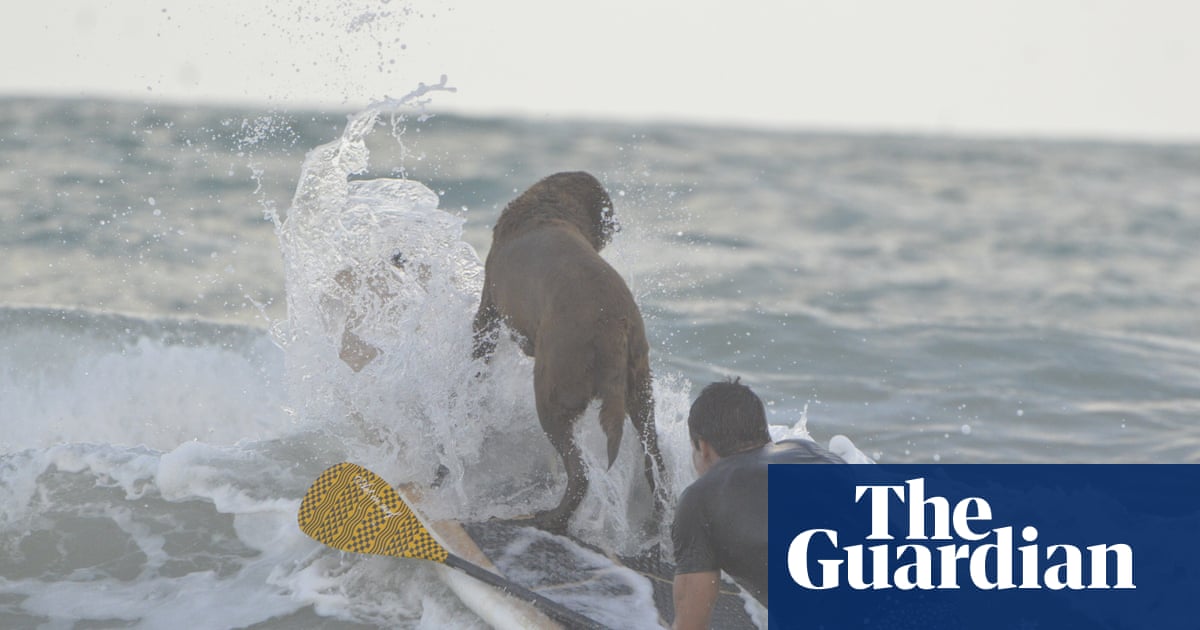 Dogs dazzle on surfboards in Brazil competition – video