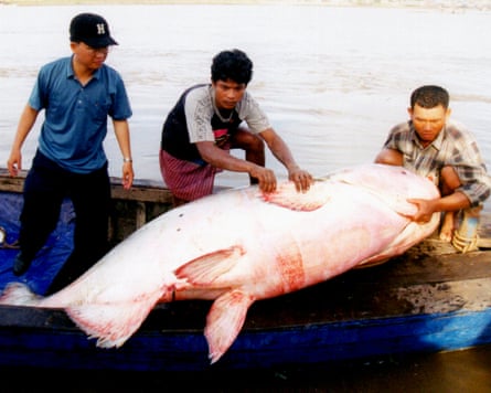 Two men hold a giant catfish on the side of a blue boat as another man watches