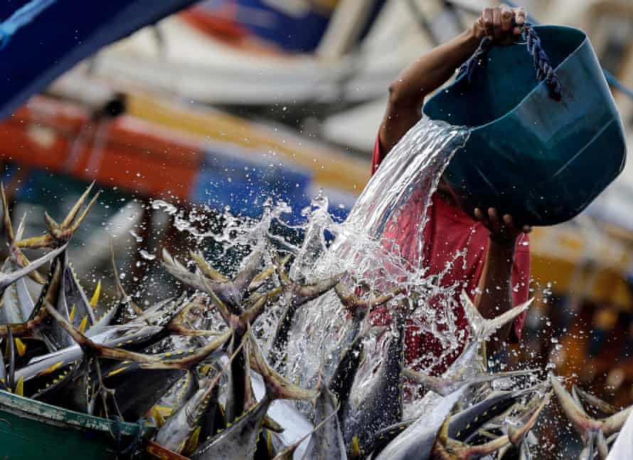 A Filipino fish port worker pours water on small tunas in General Santos city, southern Philippines, which is known as the country’s tuna capital.