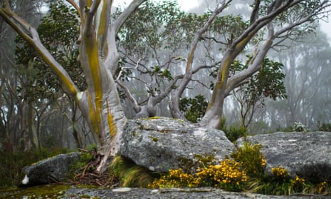Snow gum trees in Baw Baw national park, Victoria, Australia