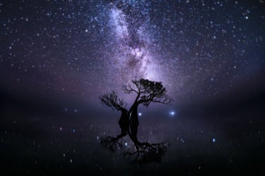 A mangrove silhouetted against a starry night sky